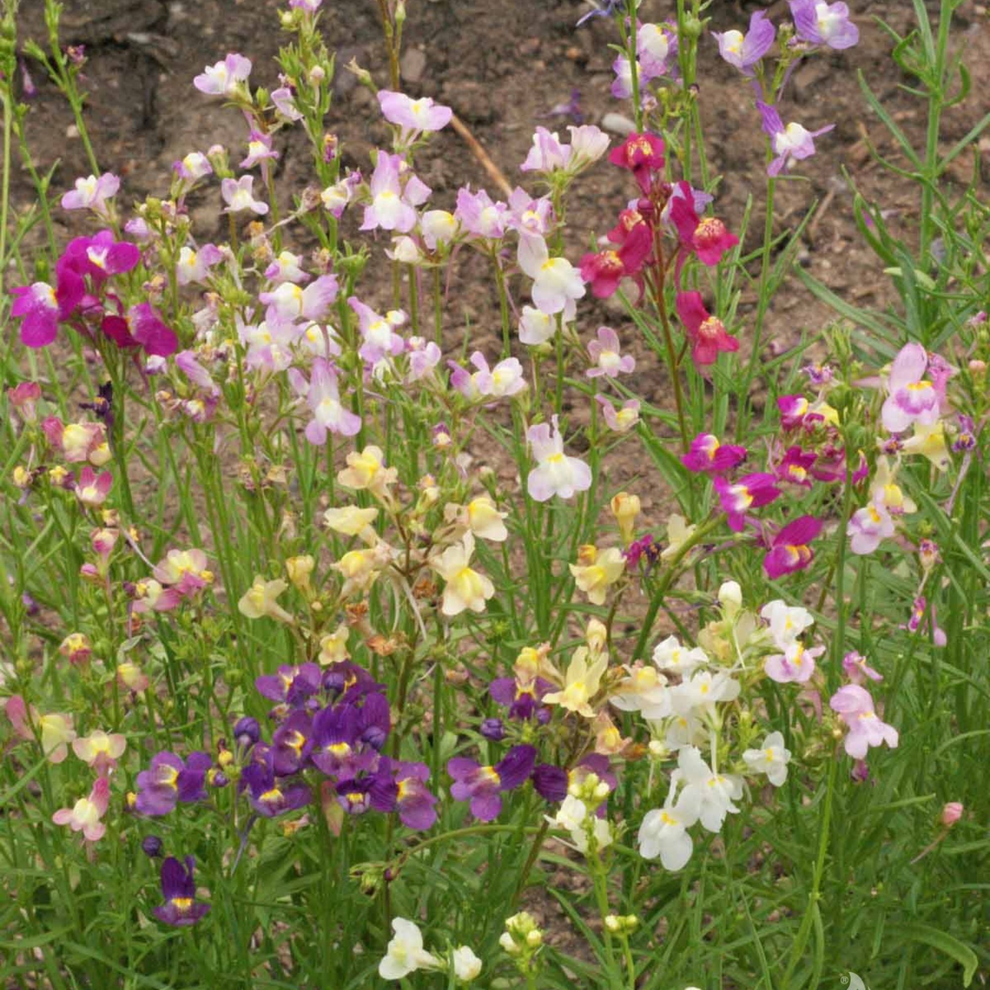 Linaria Seeds for Planting - Spurred Snapdrago - Northern Lights - 1 Oz ~400,000 Seeds - Flower Garden